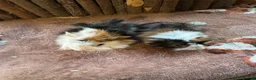 Guinea Pig rodents for sale: RESERVED Female Baby Guinea Pigs  - Advert 3