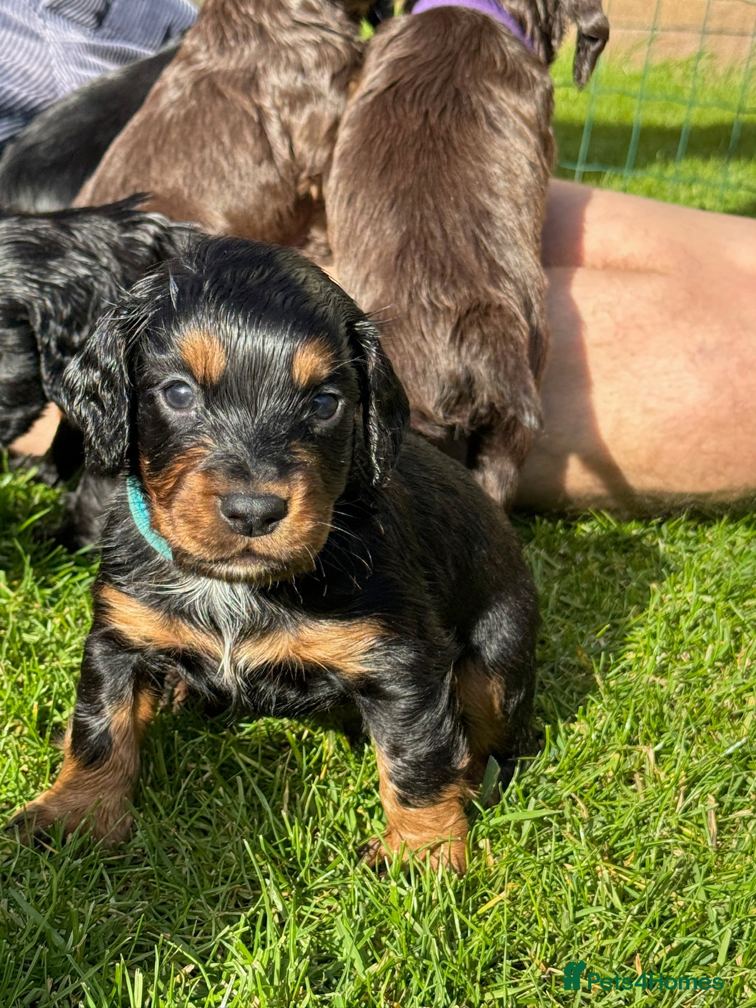 Cocker Spaniel dogs KC Registered Working Cocker Spaniels  - Advert 1