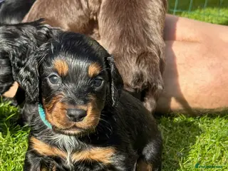 Cocker Spaniel dogs KC Registered Working Cocker Spaniels - Advert 3