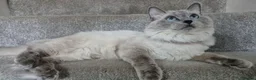 Ragdoll cats for sale: Pure White Raggdol - Advert 19