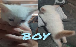 Mixed Breed cats for sale: Beautiful kittens - Image 3