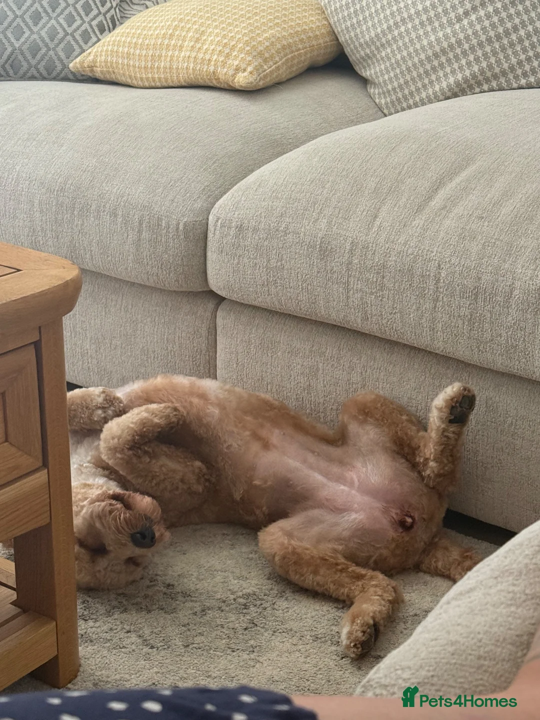 Cockapoo dogs for sale: 1 year old female cockapoo in Hailsham - Advert 2