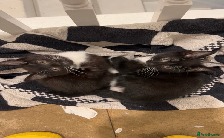 Mixed Breed cats - Advert 2