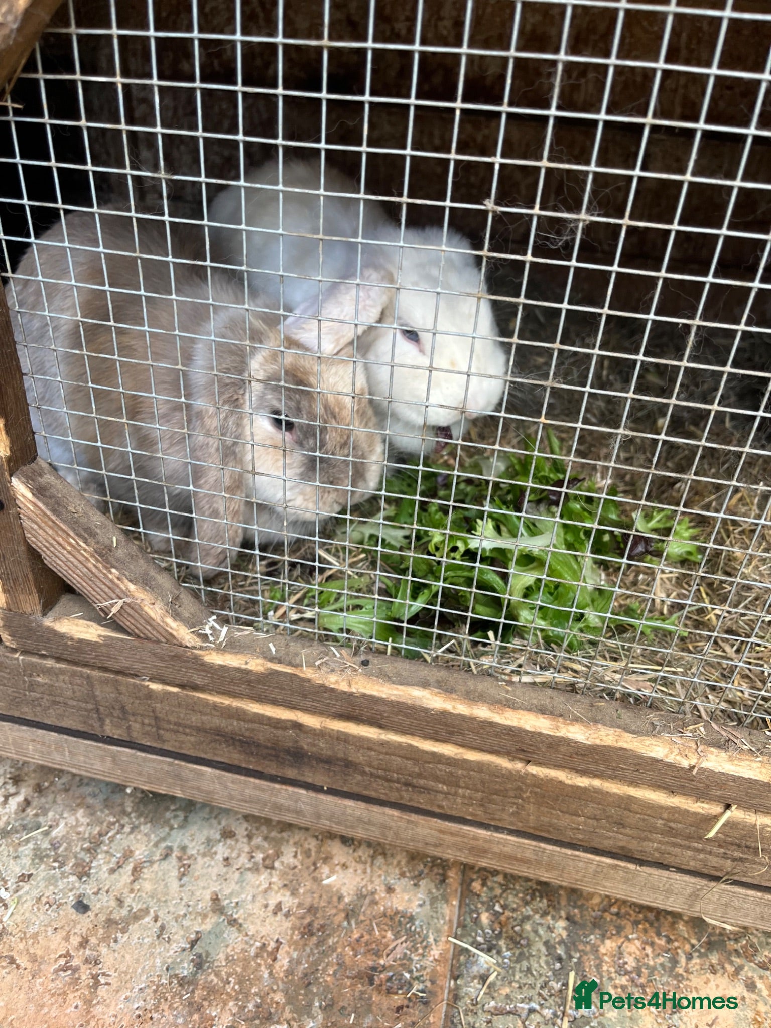 Dwarf Lop rabbits Two mini lop Rabbits. With cage.  - Advert 1