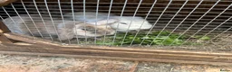 Dwarf Lop rabbits for sale: Two mini lop Rabbits. With cage.  - Advert 1