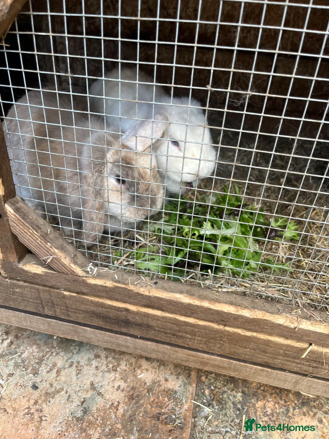 Dwarf Lop rabbits for sale: Two mini lop Rabbits. With cage.  - Advert 1
