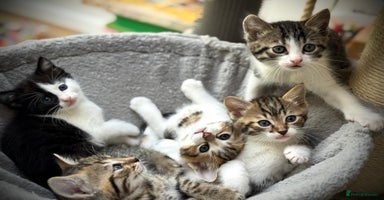 Ragdoll cats - Advert 5