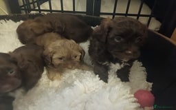 Shihpoo dogs for sale: shihpoo pups ONE BOY LEFT  - Image 2