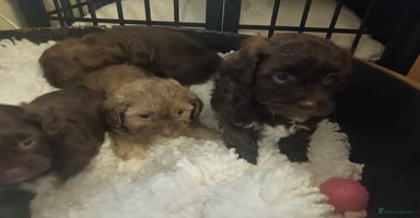 Shihpoo dogs - Advert 7