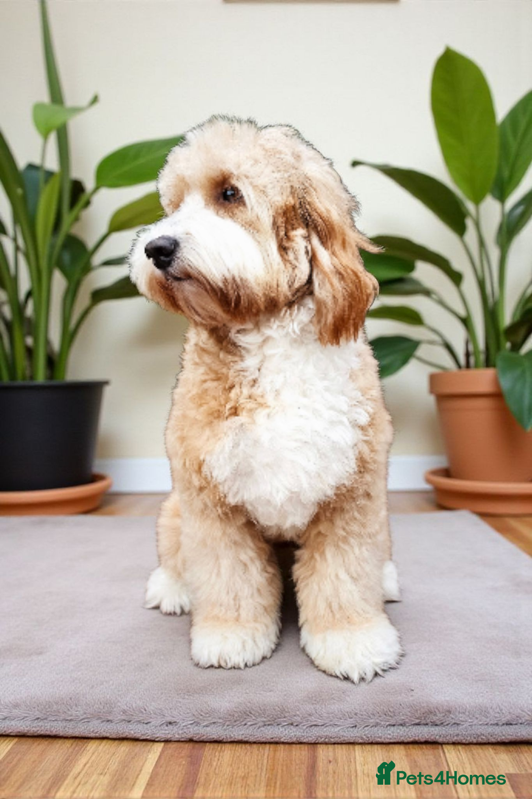 Australian Labradoodle dogs for stud: HIP 0/0 ELBOW 0/0! 100% AUSTRALIAN LABRADOODLE - Advert 5