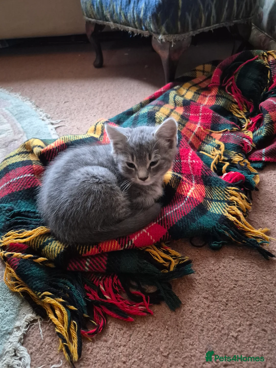 British Shorthair cats for sale: Gorgeous male grey kitten - Advert 2