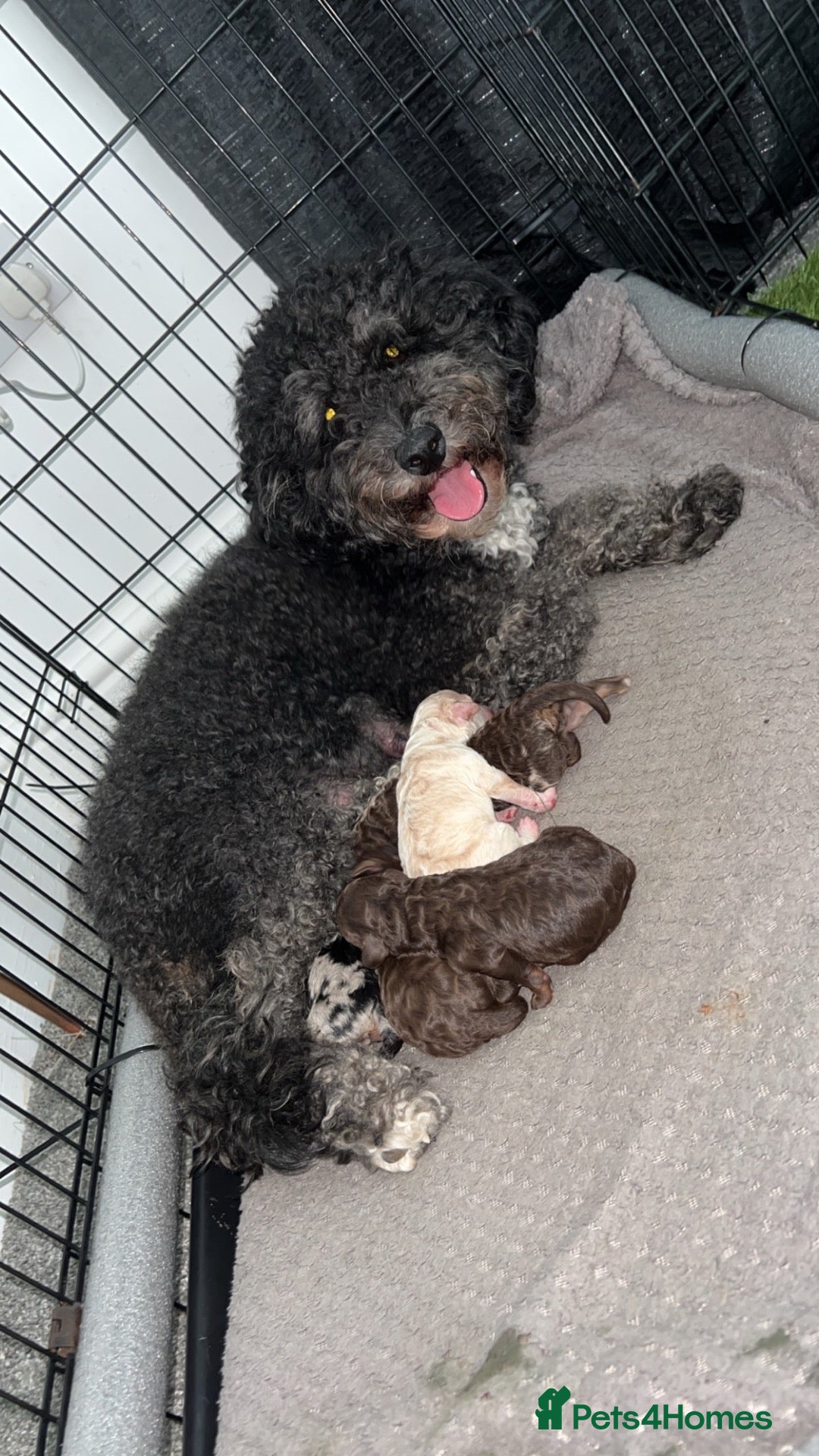 Sheepadoodle dogs Sheepadoodle puppies  - Advert 1