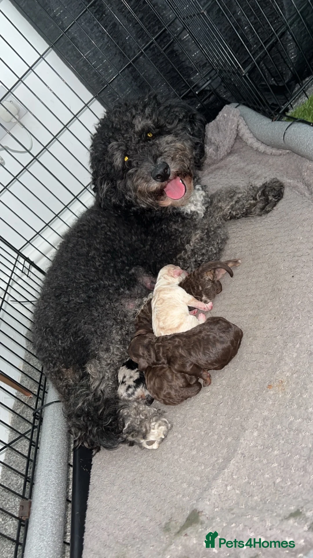 Sheepadoodle dogs for sale: Sheepadoodle puppies  - Advert 1