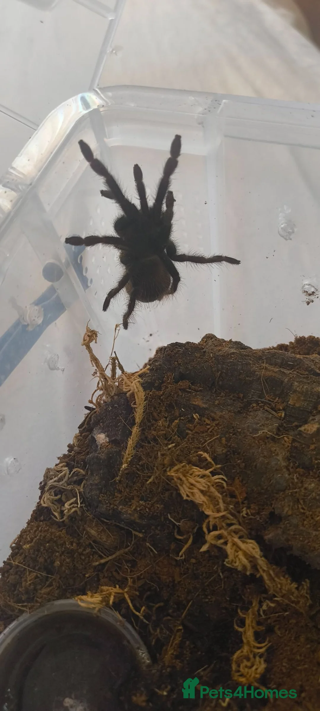 Tarantulas invertebrates for sale: Brazilian blue  - Advert 1