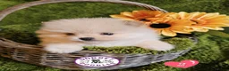 Pomeranian dogs for sale: Cream & white pomeranian puppies - Advert 5