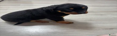 Rottweiler Puppy 8