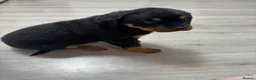 Rottweiler dogs for sale: 🐾🐶 beautifulRottweiler puppies 3 Girls Left🐶🐾 - Advert 27