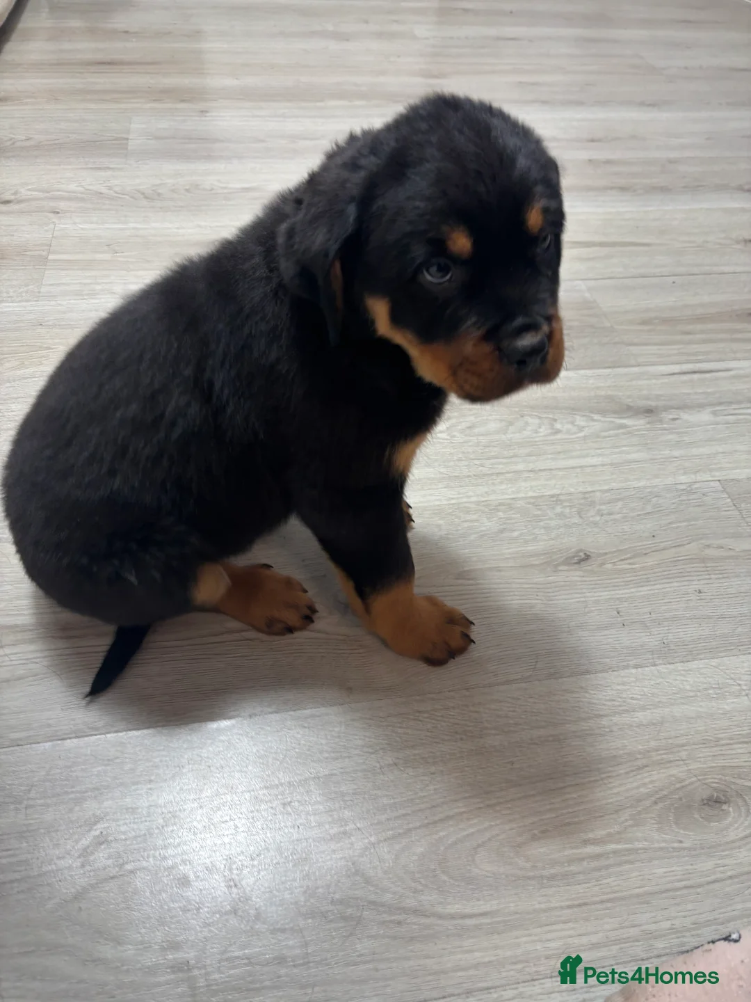 Rottweiler dogs for sale: 🐾🐶 beautifulRottweiler puppies 3 Girls Left🐶🐾 - Advert 27