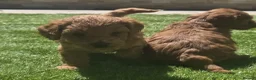 Cockapoo dogs for sale: Outstanding cockapoo puppies - Advert 14