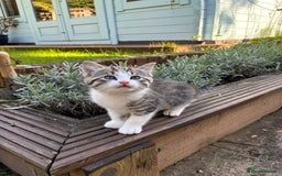 Mixed Breed cats for sale: Adorable Playful Happy Mixed breed kittens - Image 5