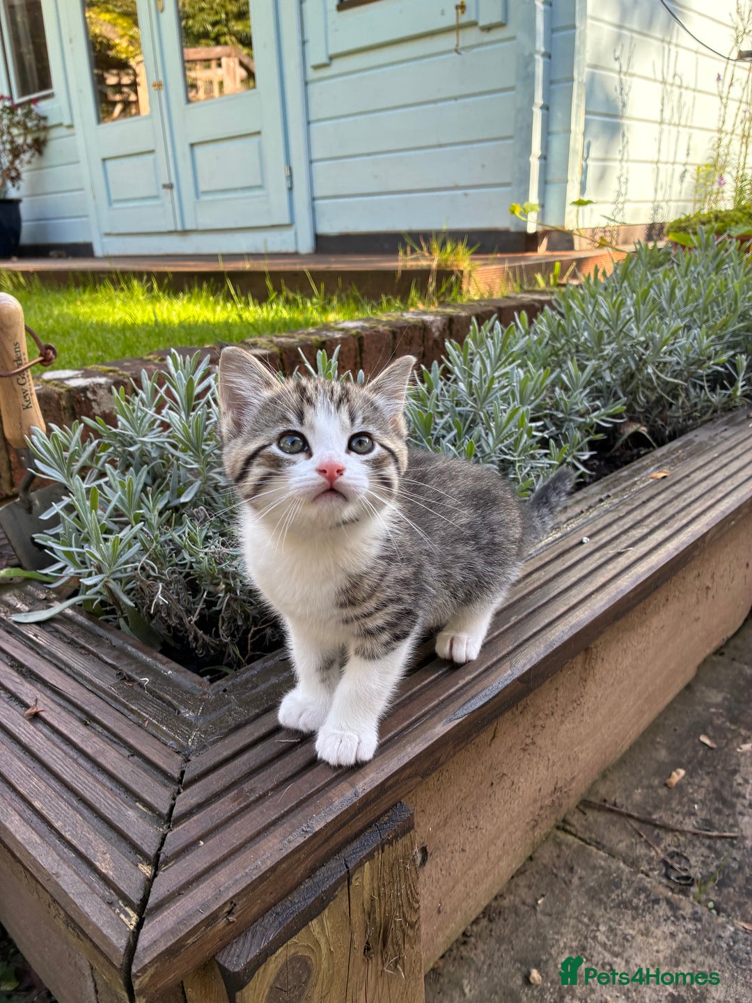 Mixed Breed cats for sale: Adorable Playful Happy Mixed breed kittens - Image 5