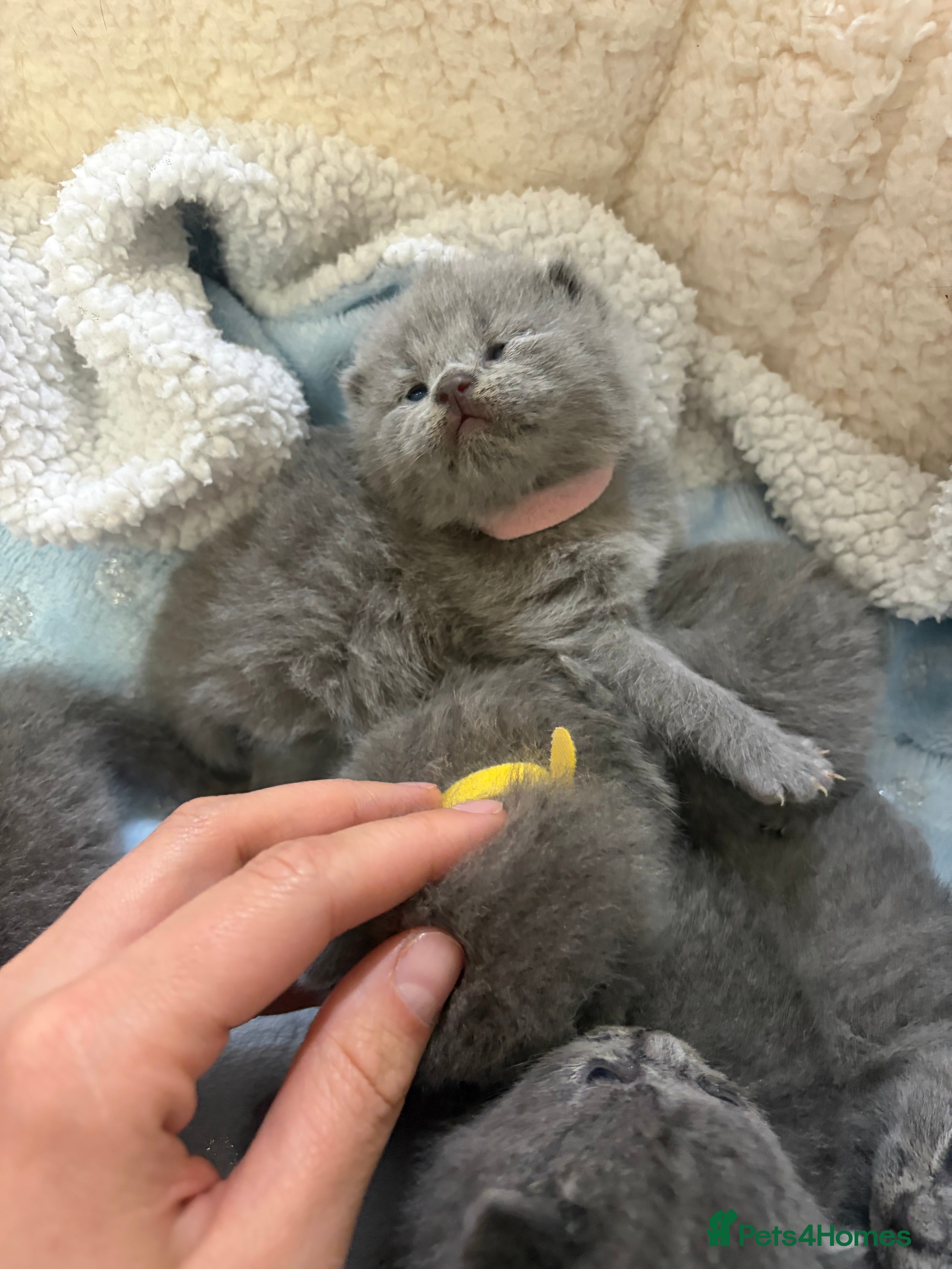 British Shorthair cats 5 generation pedigree GCCF registered  - Advert 2