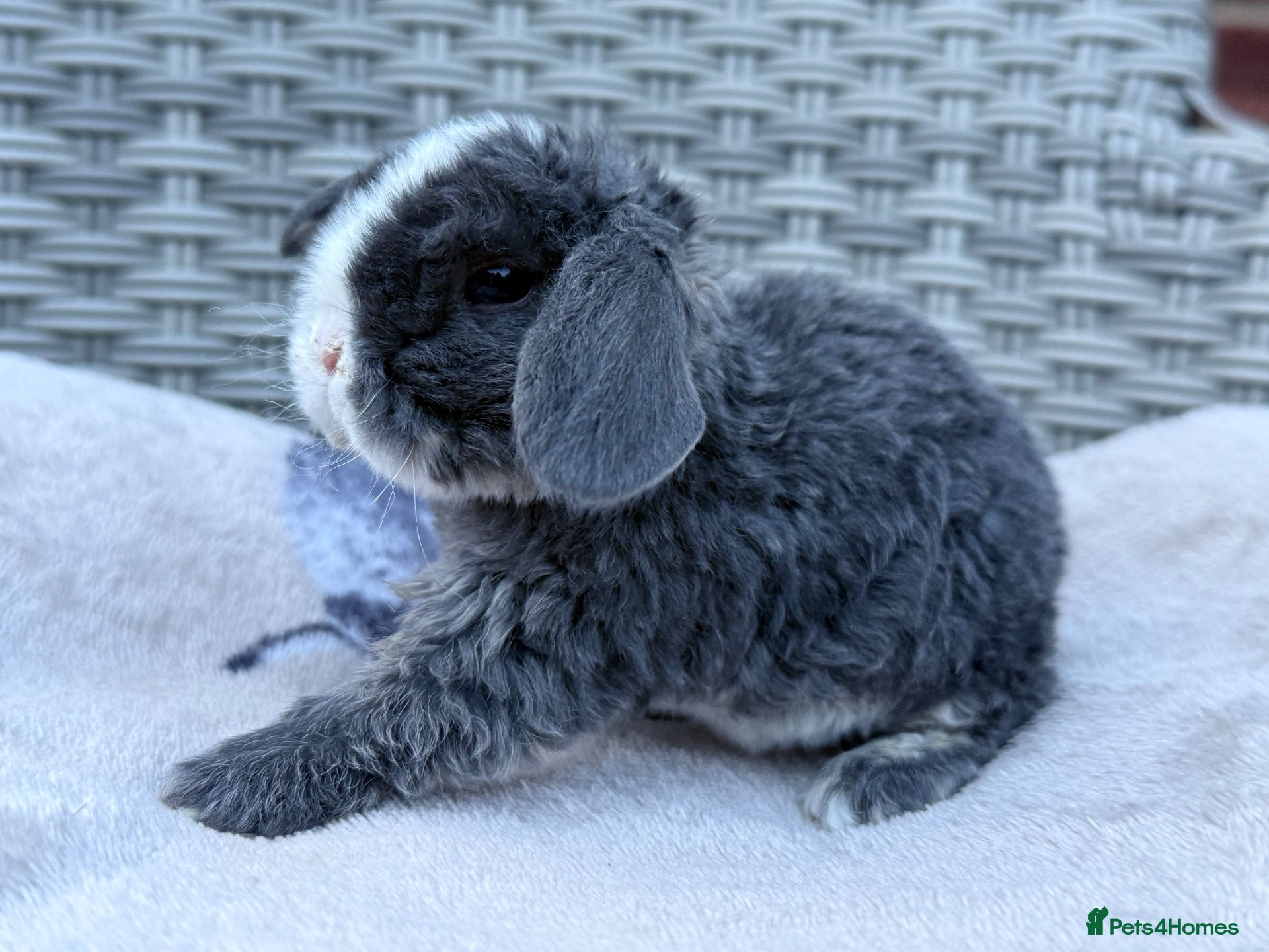 Mini Lop rabbits Mini plush lops to reserve - ready leave 03/11 - Advert 2
