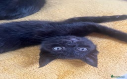 British Shorthair cats for sale: 🐾 Adorable 9-Week-Old Black Kittens 🐾 - Image 7