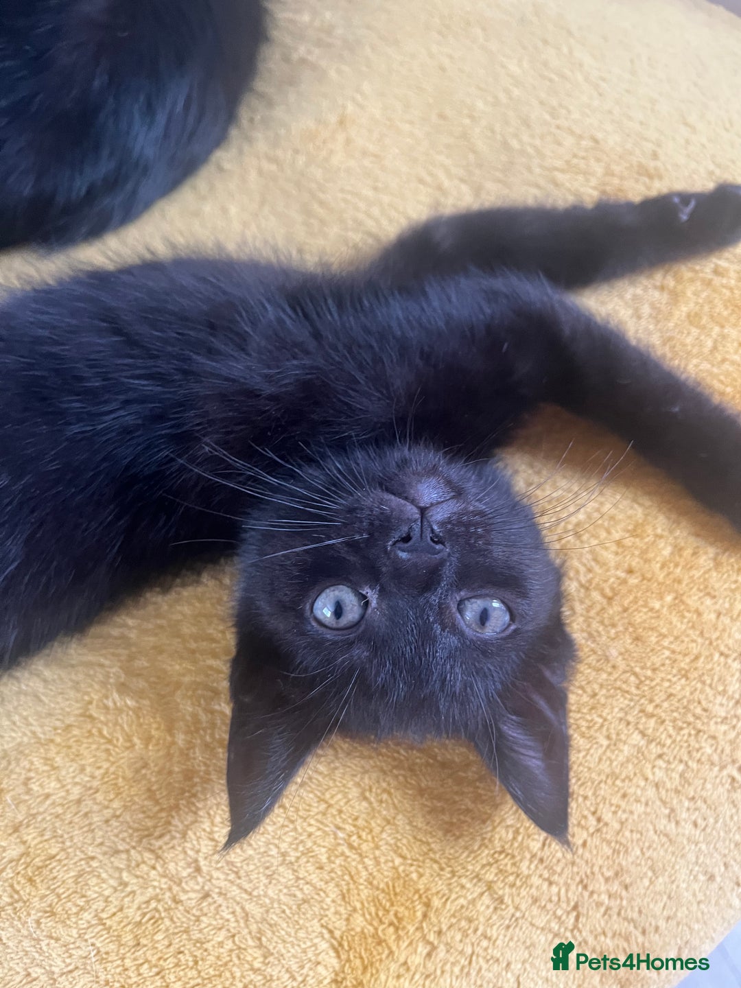 British Shorthair cats for sale: 🐾 Adorable 9-Week-Old Black Kittens 🐾 - Image 7