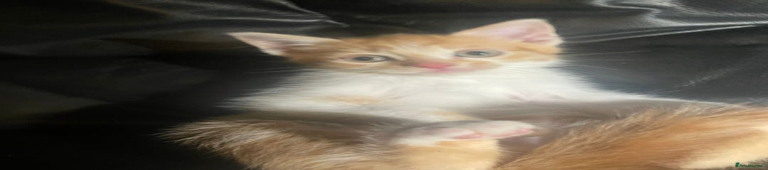 Mixed Breed Kitten 1