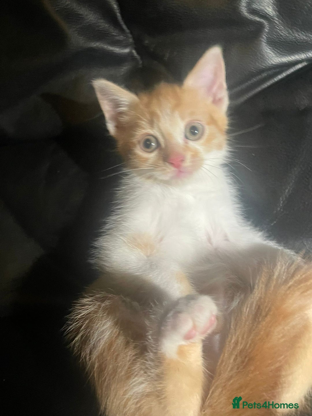 Mixed Breed cats for sale: beautiful kittens looking for loving forever homes - Image 2