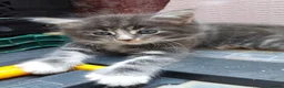 Mixed Breed cats for sale: Kitten for rehoming  in Mansfield - Advert 32