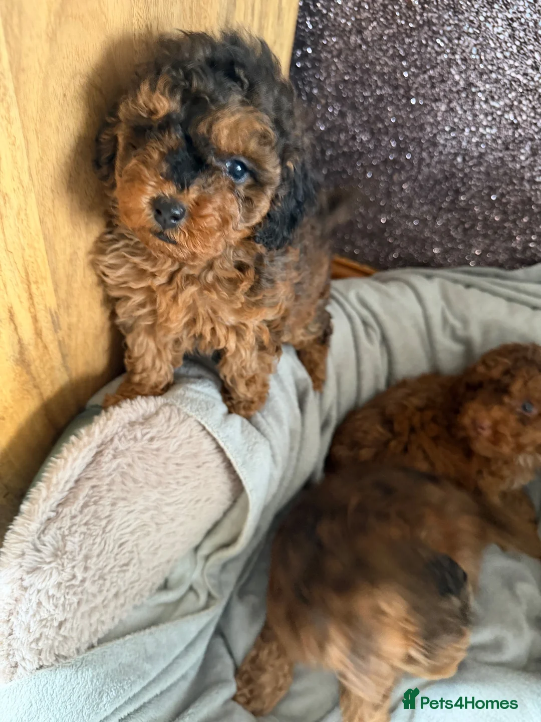 Cockapoo dogs for sale: F1B Cockapoo Puppies - Advert 2