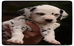 Dalmatian dogs for sale: Looking for 5* homes   - Image 3