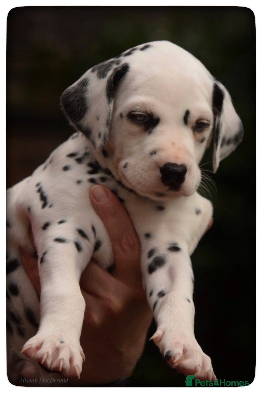 Dalmatian dogs for sale: Looking for 5* homes   - Image 3