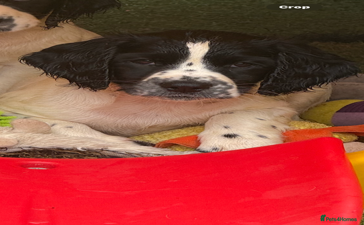 English Springer Spaniel dogs - Advert 4