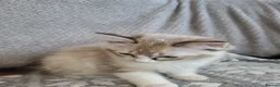 Ragdoll cats for sale: GCCF registered Ragdoll Kittens  - Advert 14