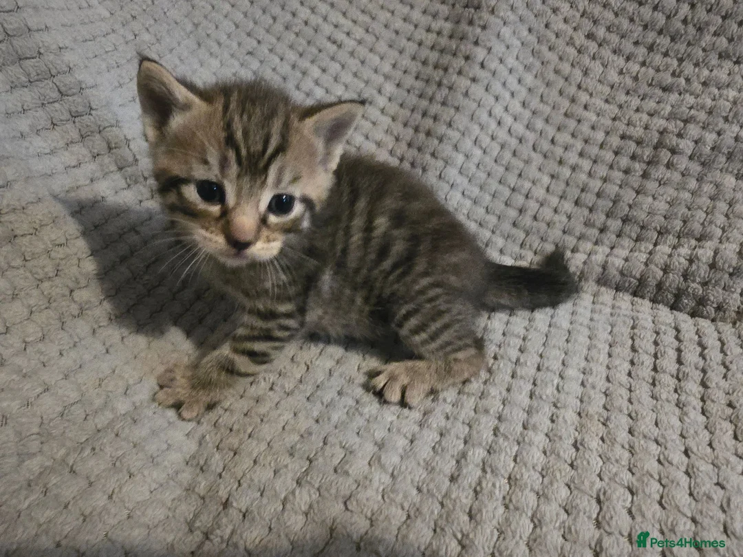 Mixed Breed cats for sale: 5 beautiful kittens  - Advert 2