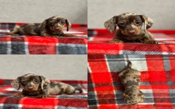 Miniature Dachshund dogs for sale: STUNNING DACHSUND PUPPIES  - Image 17