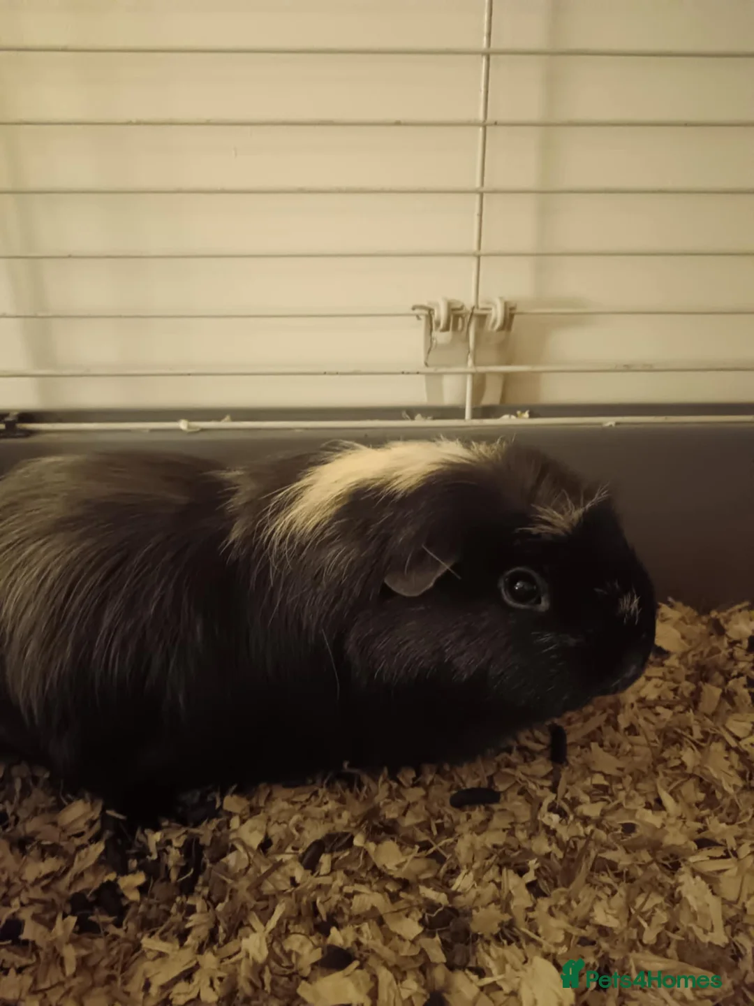 Guinea Pig rodents for sale: Mando the guinea pig  - Advert 1
