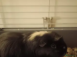 Guinea Pig rodents Mando the guinea pig - Advert 1