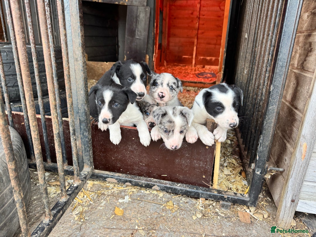 Border Collie dogs for sale: Collie pups  - Image 4