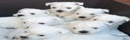 West Highland Terrier dogs for stud: West Highland Terrier - Advert 5