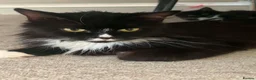 Maine Coon cats for sale: Persian An Maine Coon Cross - Advert 1