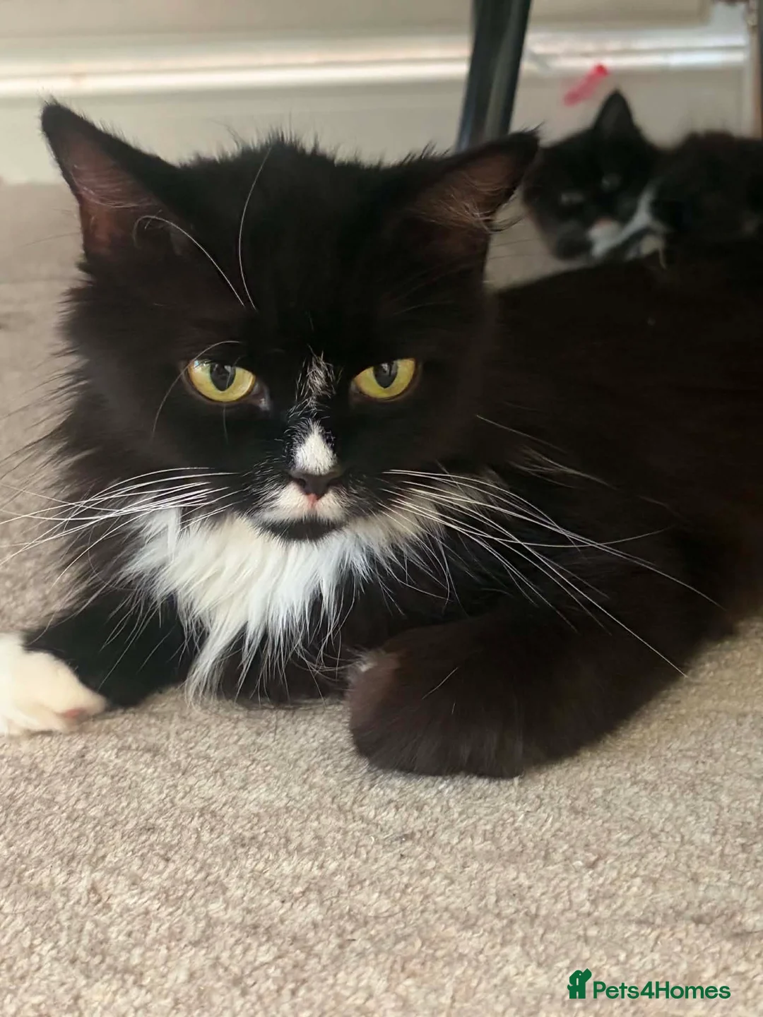 Maine Coon cats for sale: Persian An Maine Coon Cross - Advert 1