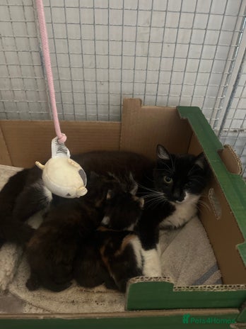 Domestic Shorthair cats - Advert 17