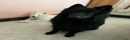 German Shepherd dogs for stud: *Proven* Black German Shepherd Dog Male at Stud  - Advert 12