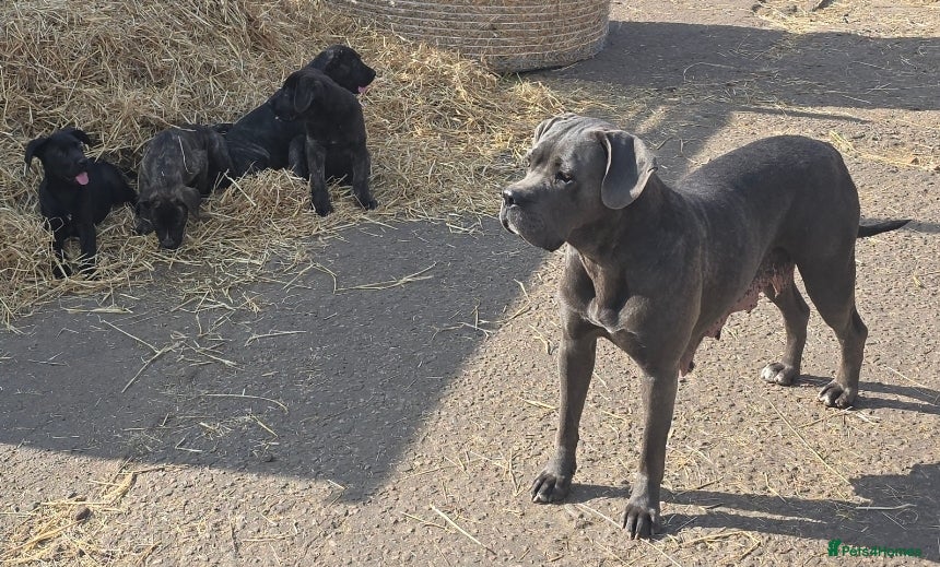Mixed Breed dogs Cane corso X Caucasian Shepherd  - Advert 3