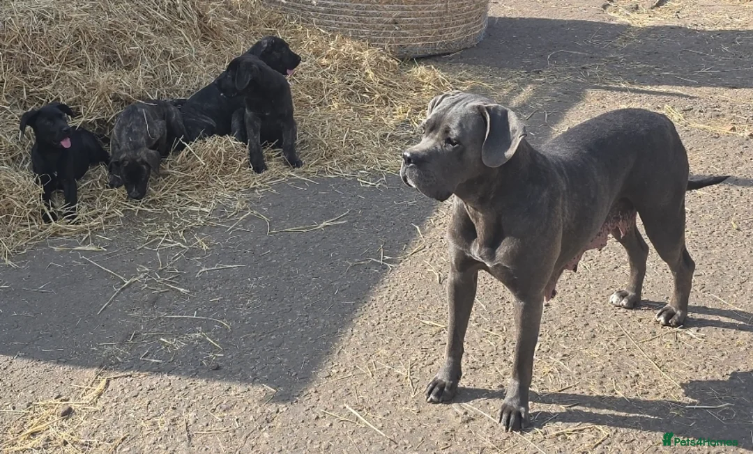 Mixed Breed dogs for sale: Cane corso X Caucasian Shepherd  - Advert 1