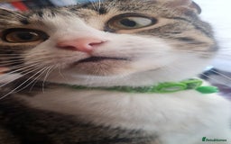 European cats for sale: 6 Kittens ready to find their new homes!! - Image 2